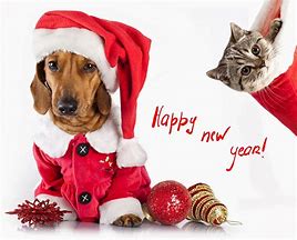 Image result for New Year's Resolution Dog Chew List