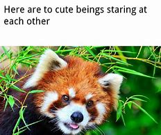 Image result for That's Cute Meme