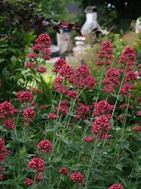 Image result for Centranthus ruber Coccineus