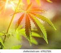 Image result for iPhone High Quality Photo Weed