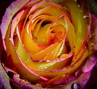 Image result for Still Waters Rose