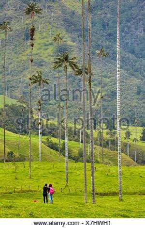 Image result for Linear Programming Software Used for Feed Formulation