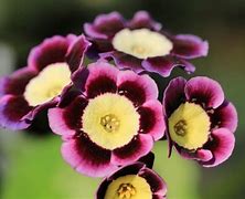 Image result for Primula auricula Nicola Jane