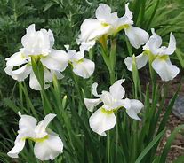 Image result for Iris sibirica Snow Queen