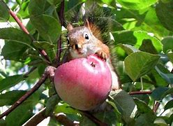 Image result for Animal Eating Apple
