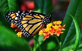 Image result for Monarch Butterfly Screensavers Free