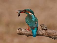 Image result for alcedo