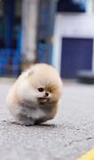 Image result for Small Pomeranian Puppy