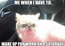 Image result for Saturday Pet Memes