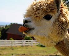 Image result for alpacs