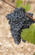 Image result for Storrs Grenache