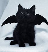 Image result for Black Cat Halloween PFP