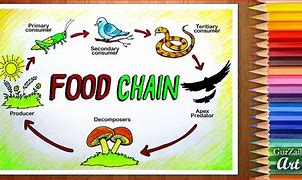 Image result for Poster Food Chain Cartoon