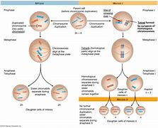 Image result for Diploid Parent Cell