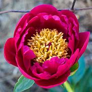 Image result for Paeonia lactiflora Nippon Beauty