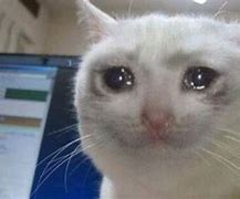 Image result for Crying Cat Meme
