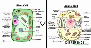 Image result for Plant and Animal Cells Under Microscope