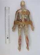 Image result for Invisible Man Anatomy