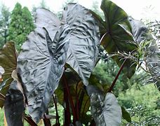 Image result for Colocasia esculenta Black Coral