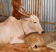 Image result for Indigenous Cow