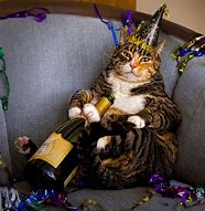 Image result for Happy New Year Funny Cats