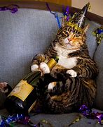 Image result for Funny Cat New Year