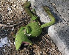 Image result for Dead Kermit