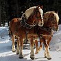 Image result for Royalty Draft Horse