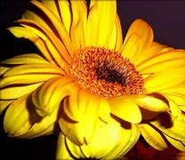 Image result for fiore