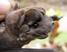 Image result for Mastiff Bat