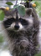 Image result for Raccoon Apple Box