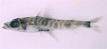 Afbeeldingsresultaten voor "chlorophthalmus Agassizii". Grootte: 215 x 100. Bron: www.fishbase.se