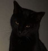Image result for Black Cat Grunge