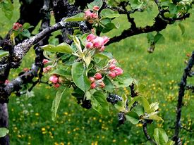 Image result for Apple Tree Varieties