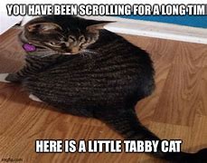Image result for Tabby Cat Meme