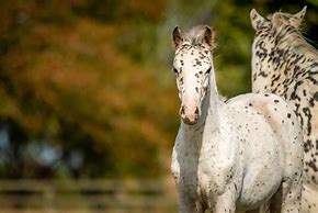 Image result for Appaloosa Horse