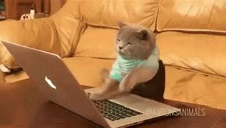Image result for Cat Typing On Computer Keyboard