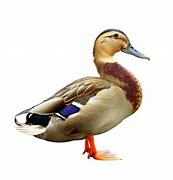 Image result for Duck Background Pictures