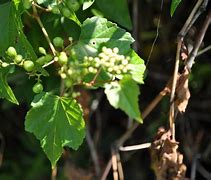 Image result for Invasive Vine Plants