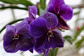 Image result for Types of Purple Orchids
