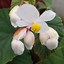 Image result for Begonia grandis evansiana