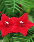 Image result for Cypress Vine Flower Seeds