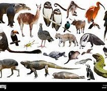 Image result for Mammals and Reptiles and Birds