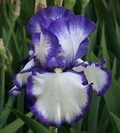 Image result for Iris germanica Gypsy Jewels