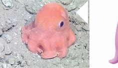 Image result for Pink Flapjack Octopus