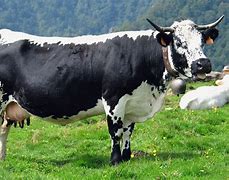 Image result for French Cattle Breeds
