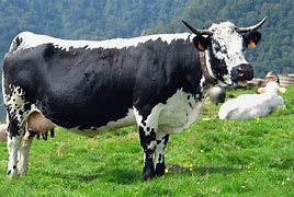 Image result for French Cattle Breeds