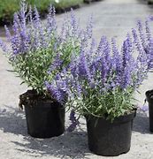 Image result for Perovskia atriplicifolia Blue Haze