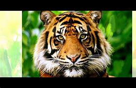 Image result for Zookeeper Mauled by Tiger