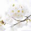 Image result for Beautiful White Flower Wallpaper